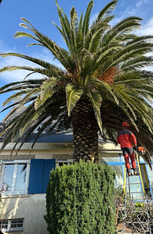 Taille d'un palmier – chantier de MJ Élagage Abattage dans le Morbihan