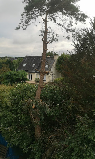Pin en cours d'élagage – chantier de MJ Élagage Abattage dans le Morbihan