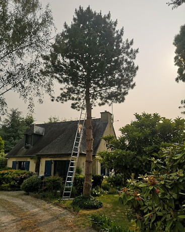 Élagage d'un pin – chantier de MJ Élagage Abattage dans le Morbihan